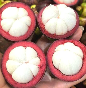 Mangosteen Grade FALCON / A4