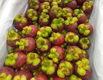 Mangosteen Grade CHERRY A3