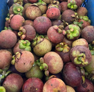 Mangosteen Grade MARKET A2